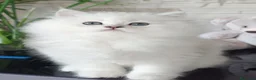 Persiano gatti in vendita: Cuccioli persiano chinchillà normotipico - Annuncio 4