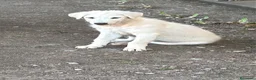 Meticcio cani in regalo: Bianca meravigliosa cucciola taglia grande  - Annuncio 2