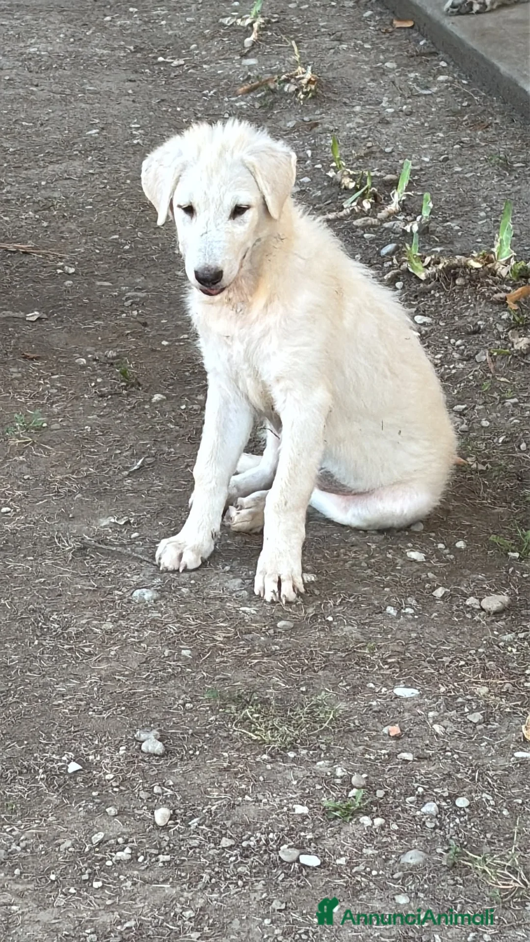 Meticcio cani in regalo: Bianca meravigliosa cucciola taglia grande  - Annuncio 2