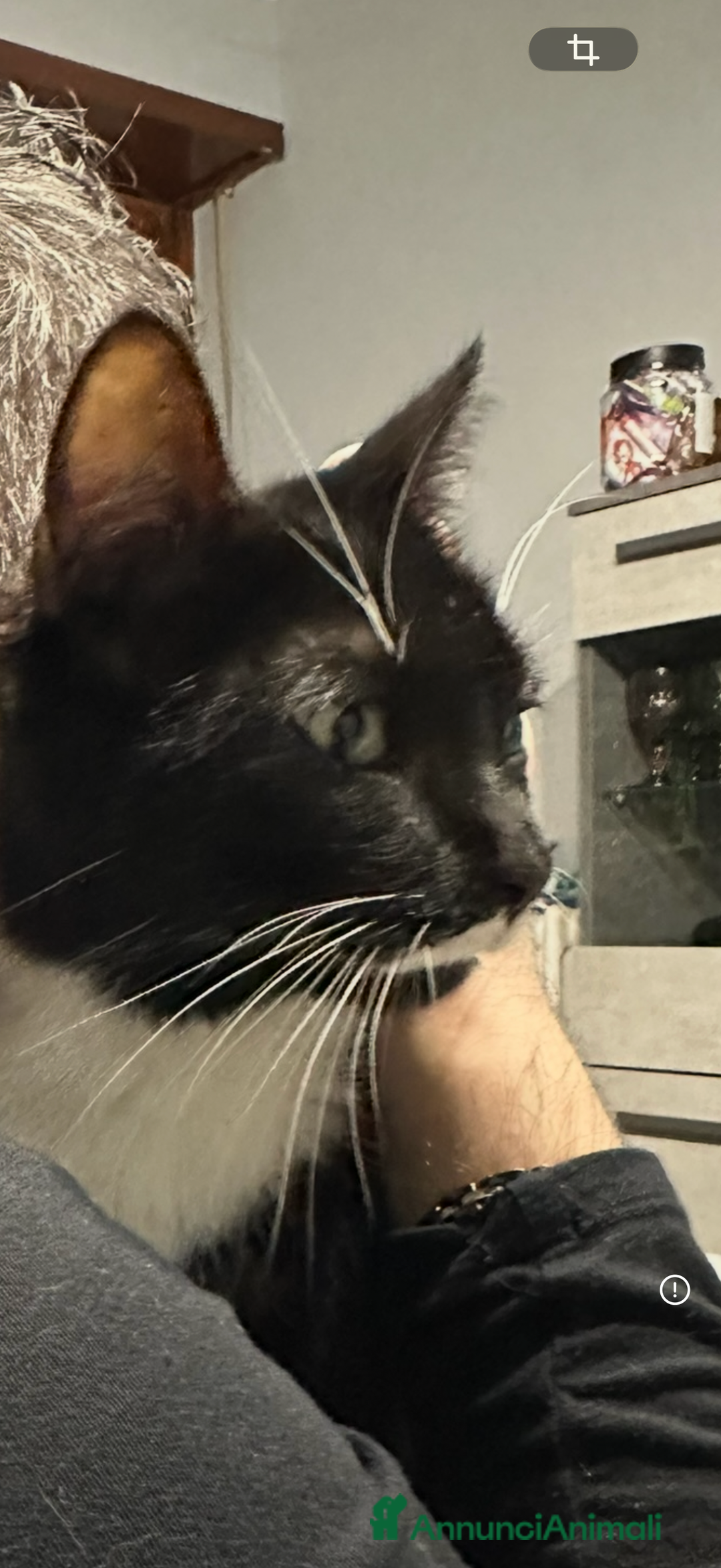 Meticcio gatti in regalo: Gatti in adozione  - Annuncio 4