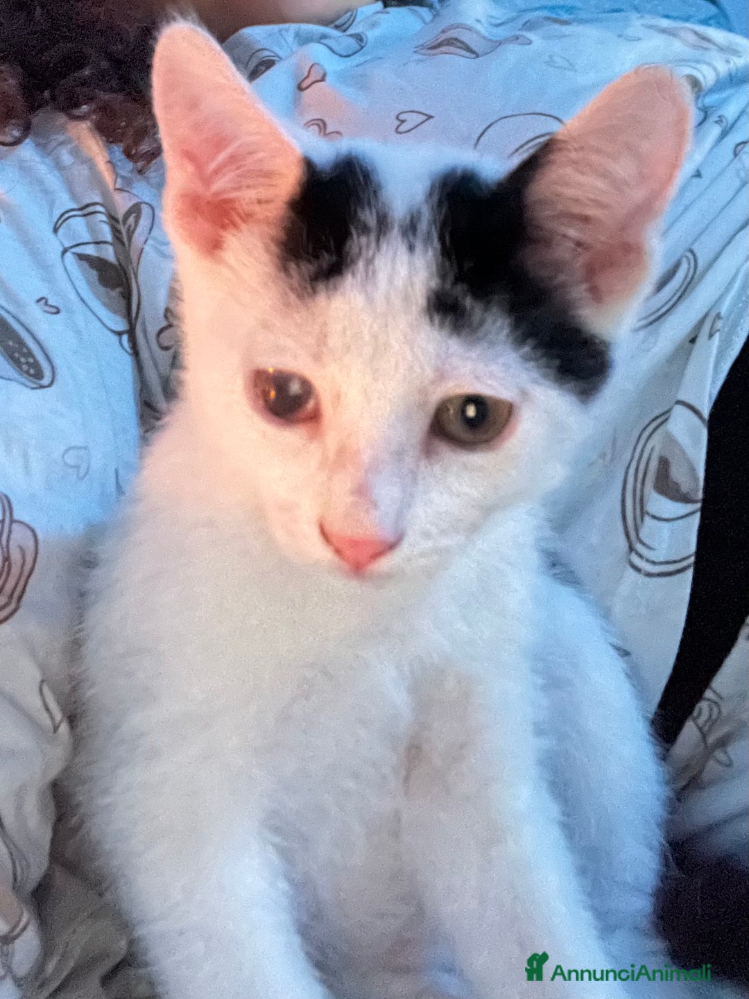 Altre razze gatti in regalo: Regalo coppia di fratellini - Annuncio 6