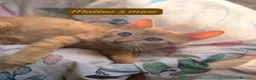 Meticcio gatti in regalo: Urgenti famiglie per questi gattini  a Provincia di Monza e della Brianza - Annuncio 3