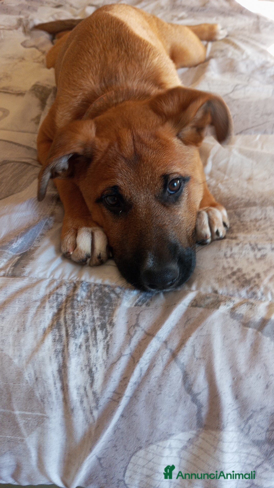 Meticcio cani in regalo: Mi chiamo Kira  - Annuncio 2