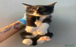 Meticcio gatti in regalo: Lady gattina di 2 mesi  a Provincia di Teramo - Immagine 2