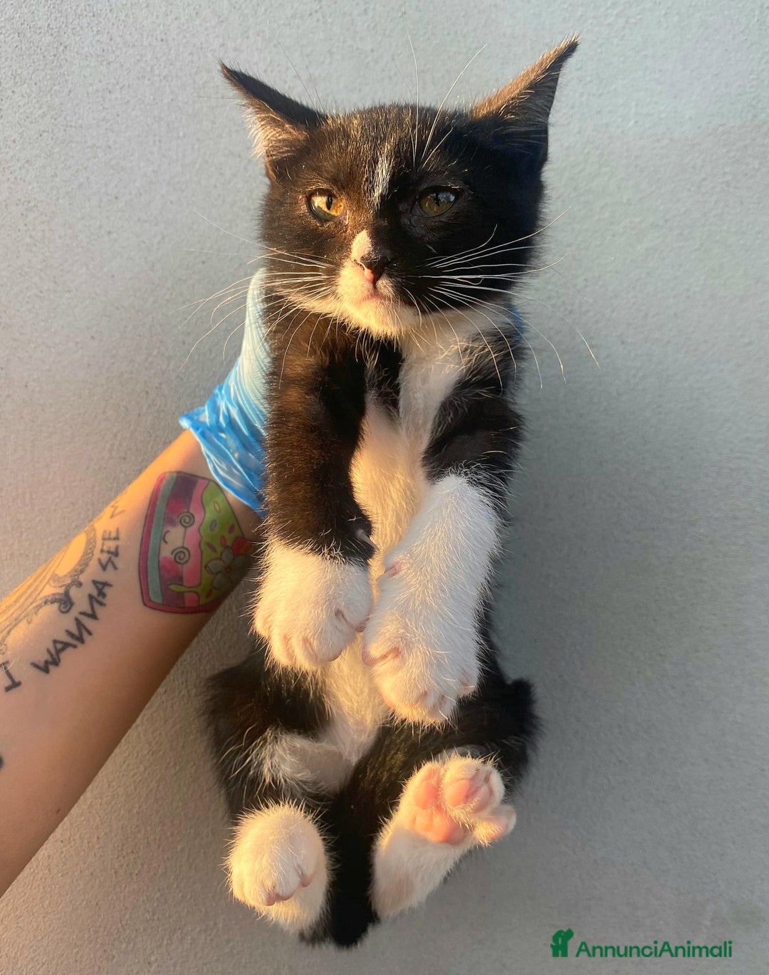 Meticcio gatti in regalo: Lady gattina di 2 mesi  a Provincia di Teramo - Immagine 2
