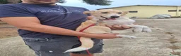 Meticcio cani in regalo: FIAMMA 🩷 DAL FUOCO, VERSO UNA NUOVA VITA 🙏🏻 a Provincia di Pavia - Annuncio 5