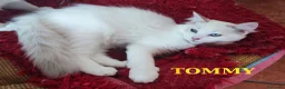 Ragdoll gatti in vendita: Ultimi cuccioli di Razza Ragdoll disponibili - Annuncio 4