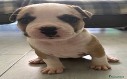American Staffordshire cani in vendita: Cuccioli amstaff pitbull a Provincia del Verbano-Cusio-Ossola - Immagine 3