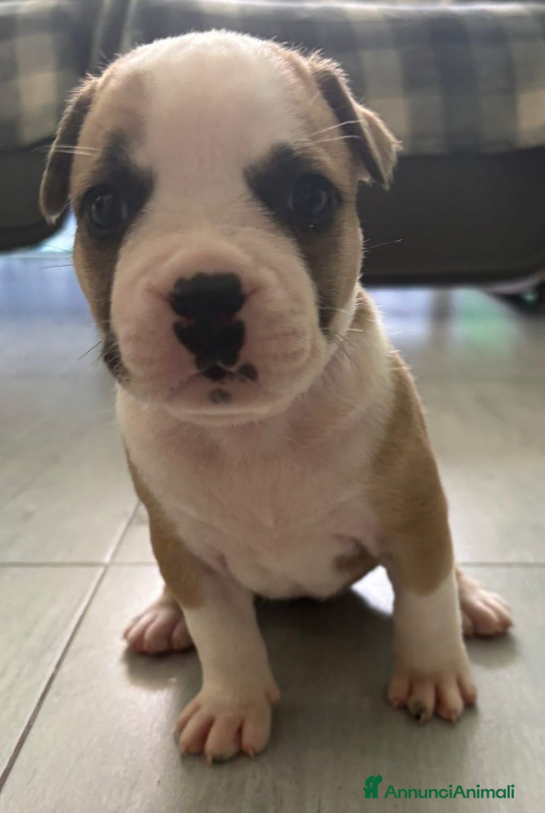 American Staffordshire cani in vendita: Cuccioli amstaff pitbull a Provincia del Verbano-Cusio-Ossola - Immagine 3