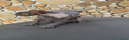 Sphynx gatti in vendita: Cuccioli Sphynks  - Annuncio 8