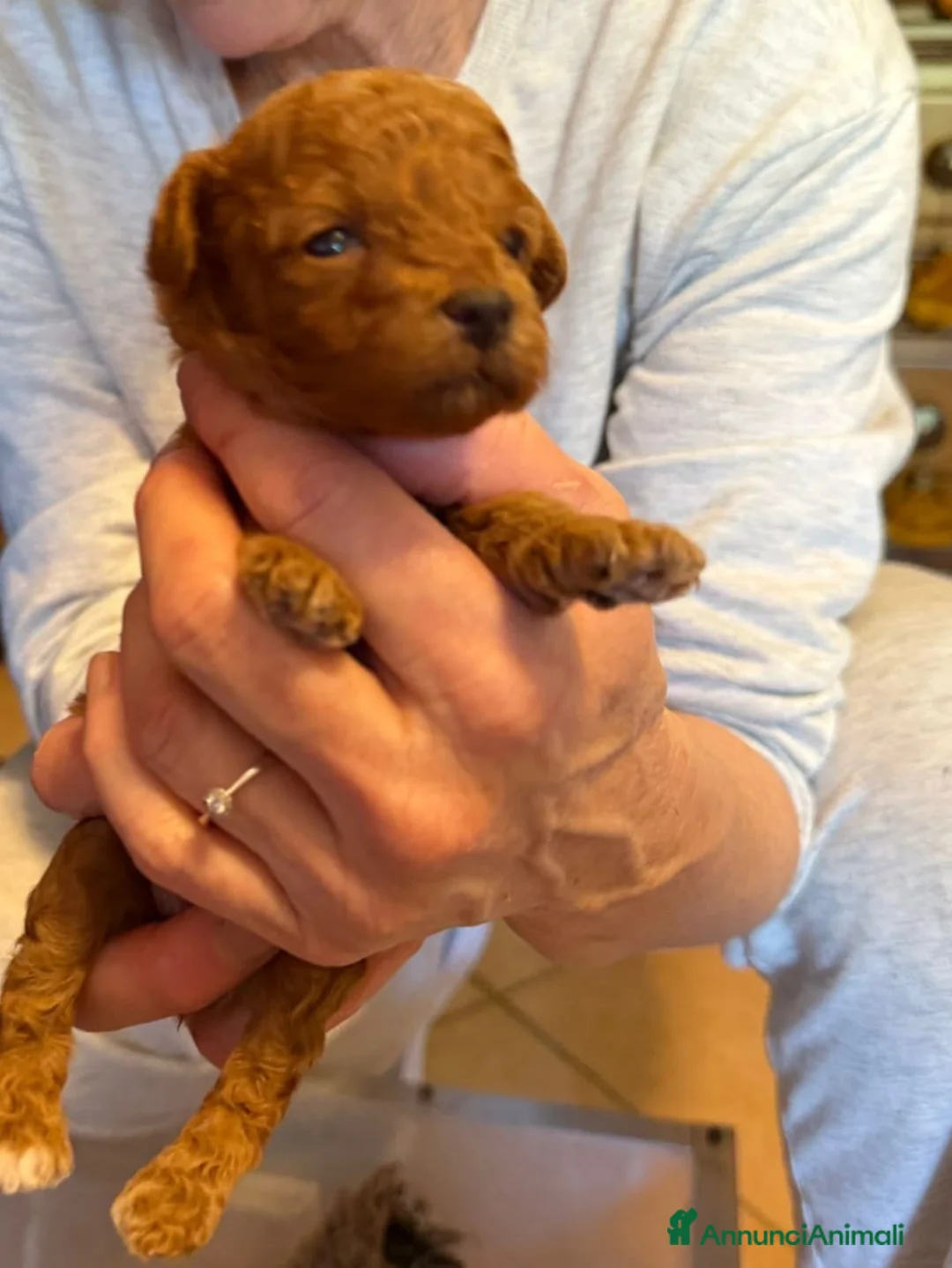 Barboncino Toy cani in vendita: Cuccioli barbone toy - Annuncio 2