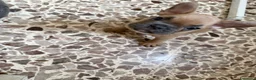 Bulldog Francese cani in vendita: Bulldog francesi  - Annuncio 2