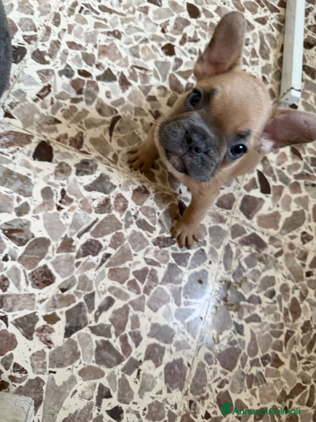 Bulldog Francese cani in vendita: Bulldog francesi  - Annuncio 2
