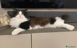 Siberiano gatti per accoppiamento: Stallone siberiano per monta - Immagine 6