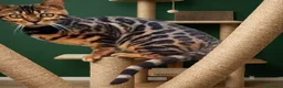 Bengala gatti in vendita: Splendida gattina Bengala  - Annuncio 6