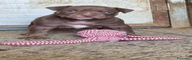 Pitbull 1