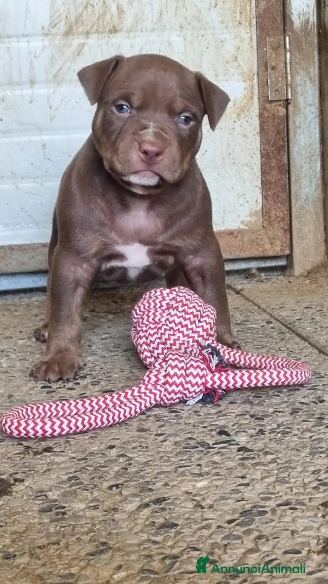 Pitbull cani in vendita: American pitbull terrier ukc - Annuncio 14