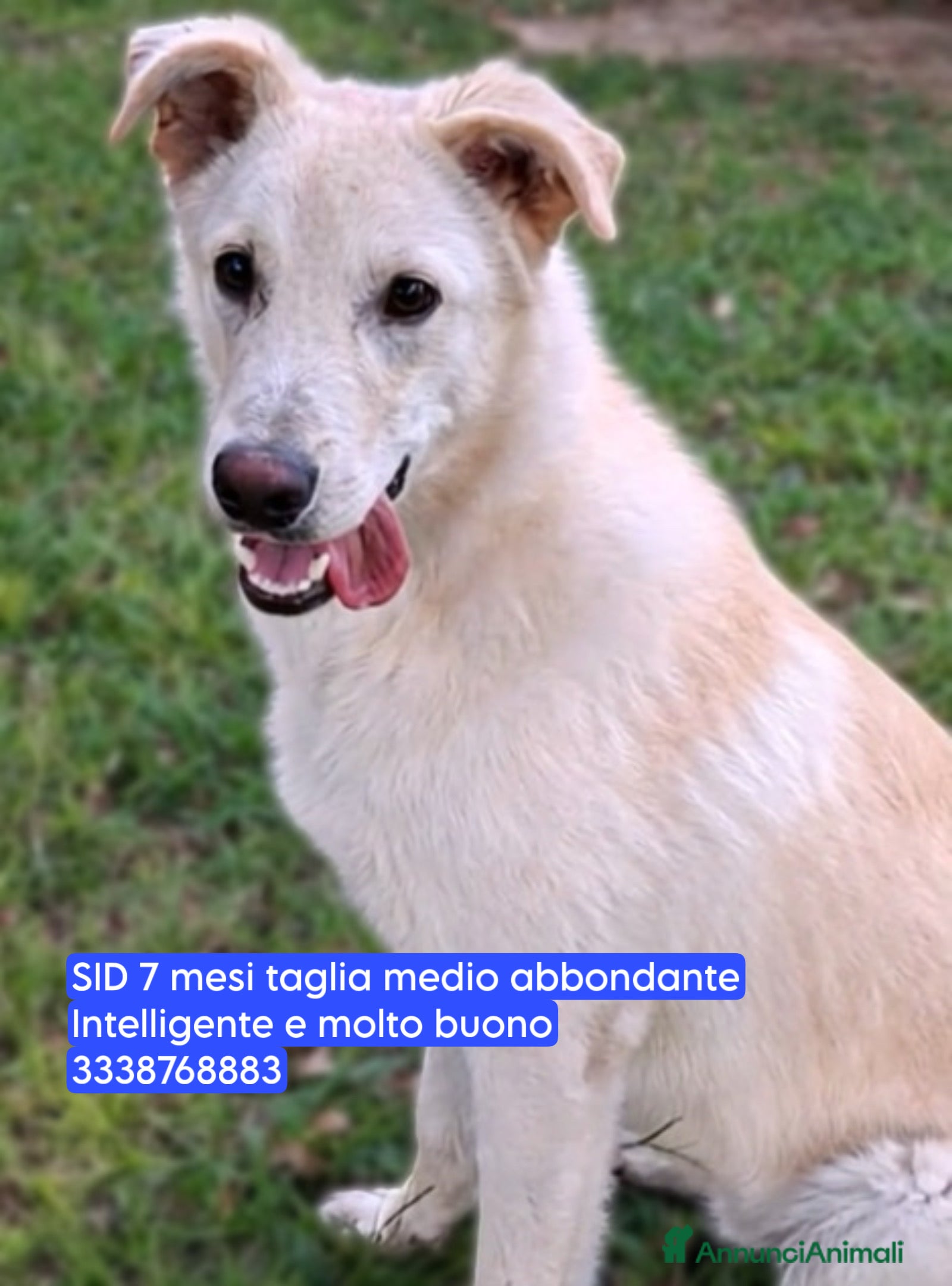 Altre razze cani SID cucciolone di 7 mesi cerca casa ❤️ - Annuncio 24