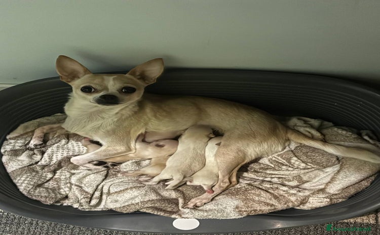 Chihuahua cani - Annuncio 14