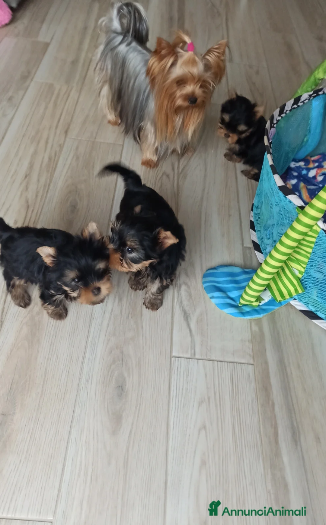 Yorkshire cani in vendita: Yorkshire toy a Provincia di Campobasso - Annuncio 1