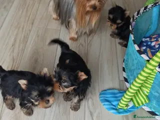 Yorkshire cani Yorkshire toy - Annuncio 3