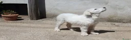Pastore Abbruzzese Maremmano cani in vendita: pastore abruzzese maremmano con pedigree enci - Annuncio 2