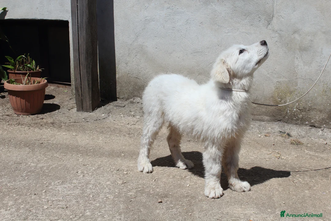 Pastore Abbruzzese Maremmano cani in vendita: pastore abruzzese maremmano con pedigree enci - Annuncio 2