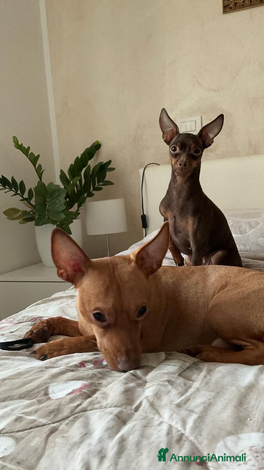 Pinscher Tedesco cani in vendita: Cucciolo di Pincher - Annuncio 2