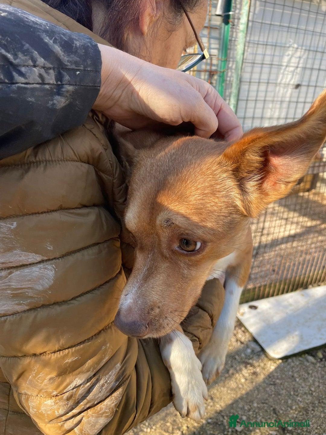 Meticcio cani in regalo: IL PICCOLO CANG - Annuncio 5