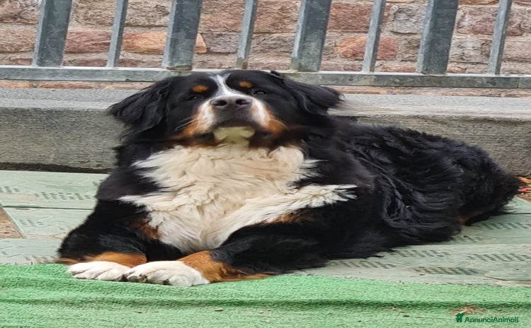 Bovaro del Bernese cani a Autonomous Province of Trento - Annuncio 4