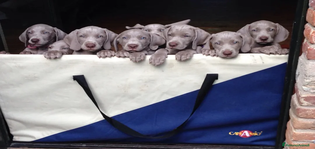 Immagine della galleria {{count}}