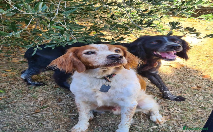 Breton cani a Città Metropolitana di Firenze - Annuncio 1