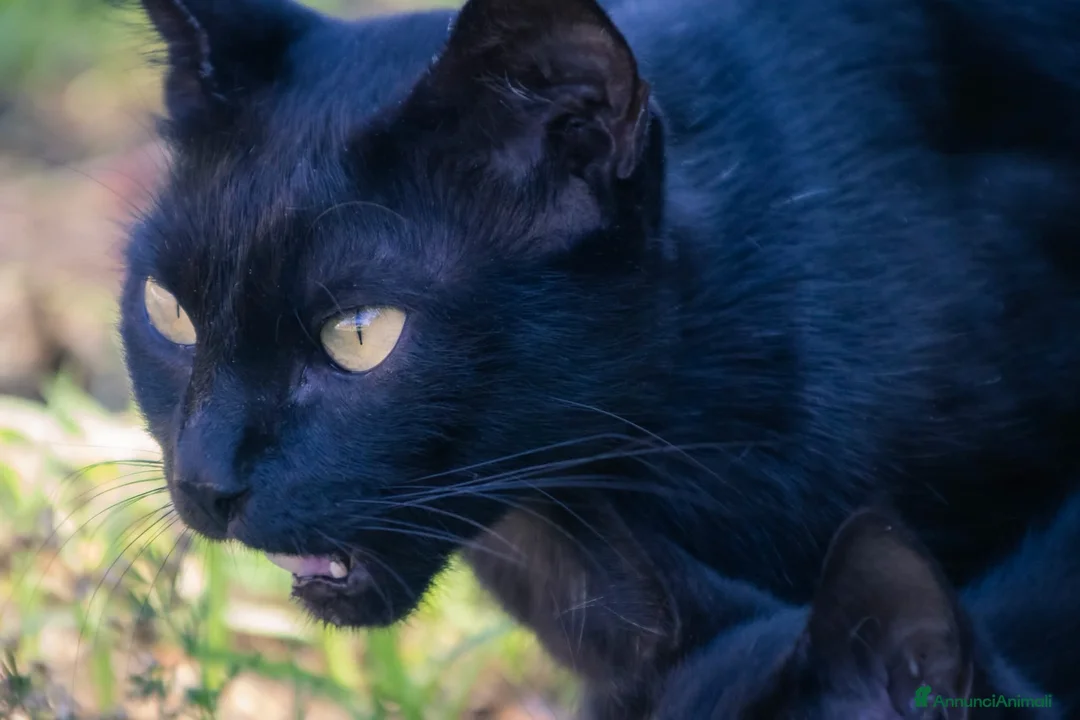 Europeo gatti in vendita: cuccioli gatto bellissimi cercano casa❤️ - Annuncio 1