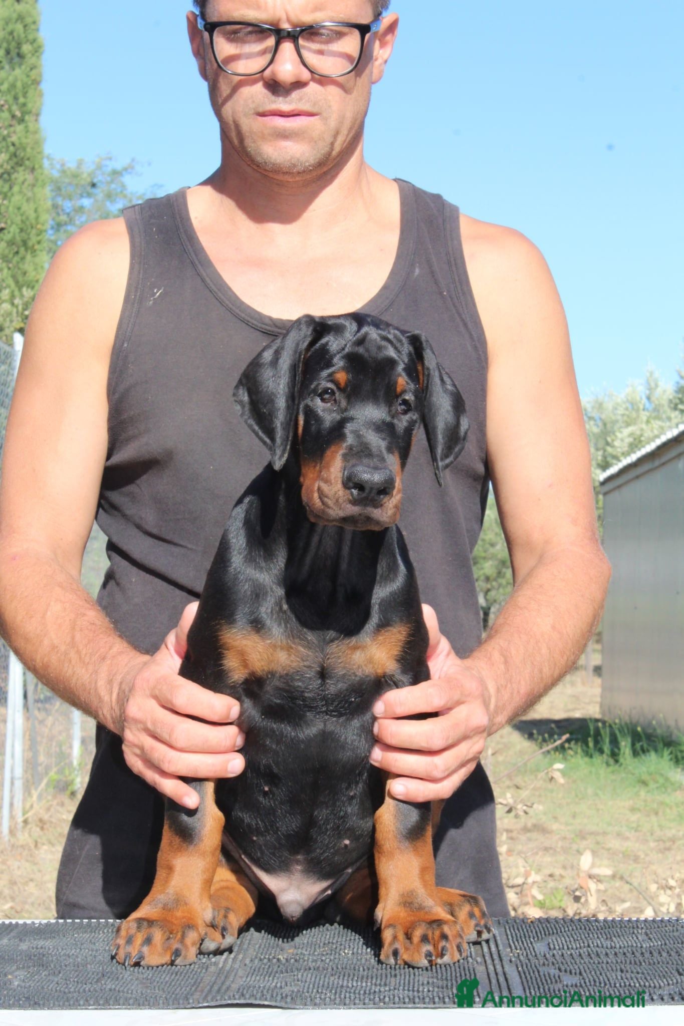 Dobermann cani Cucciolo di dobermann  - Annuncio 1