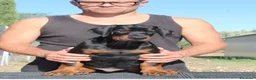 Dobermann cani in vendita: Cucciolo di dobermann  - Annuncio 1