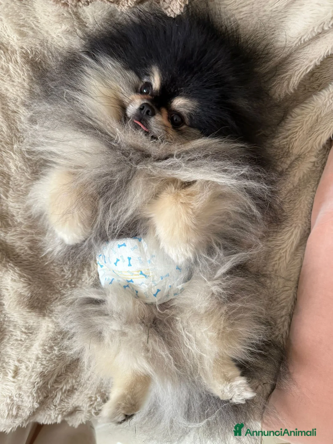 Volpino Pomerania cani per accoppiamento: Pomerania nero focato per monta accoppiamento a Provincia di Pesaro e Urbino - Annuncio 2