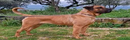 Cane Corso cani in vendita: Cane corso - Annuncio 12
