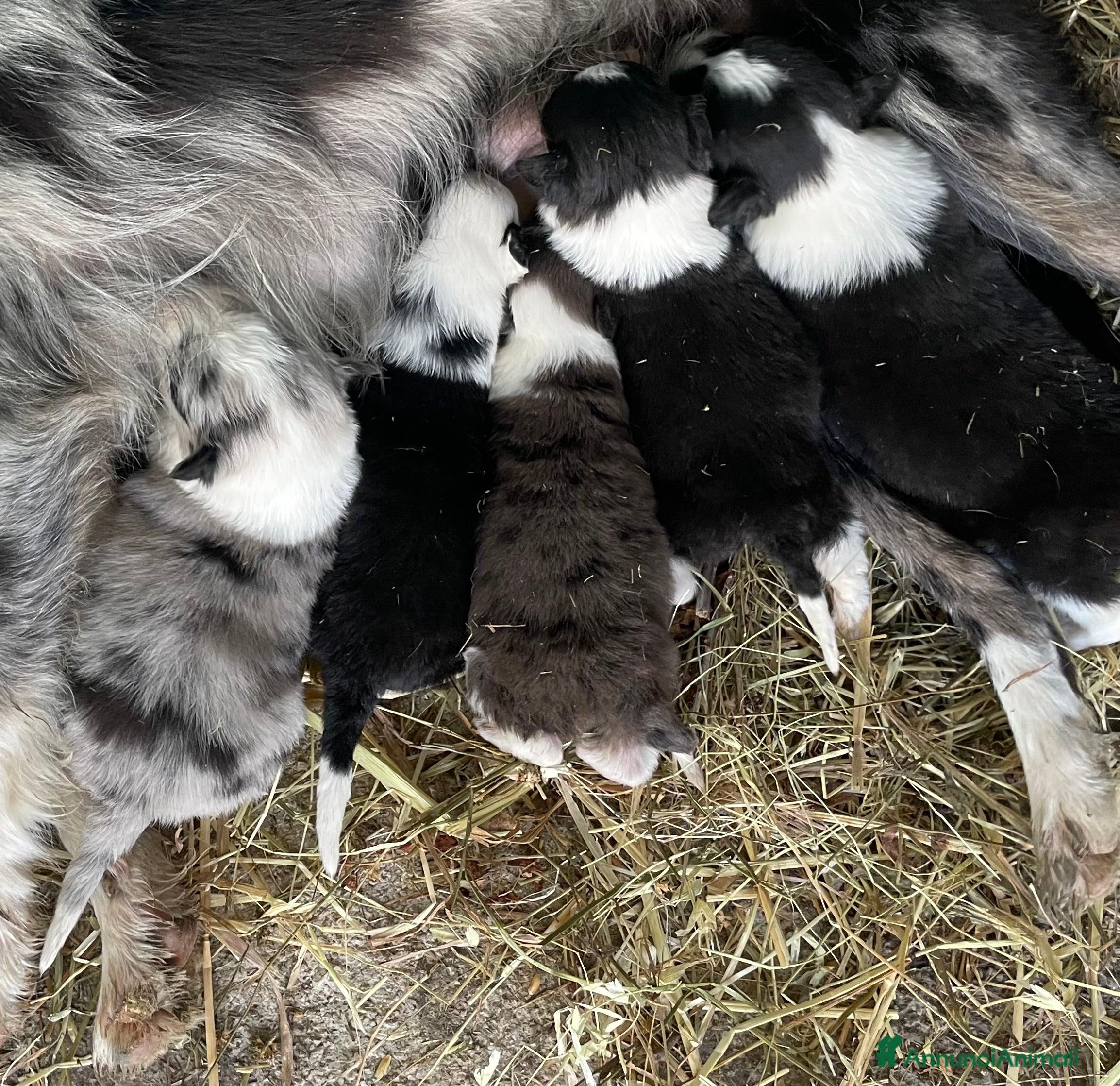 Border Collie cani Cuccioli border collie - Annuncio 2