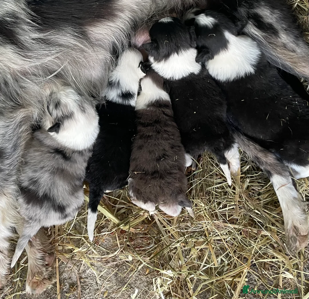 Border Collie cani in vendita: Cuccioli border collie - Annuncio 2
