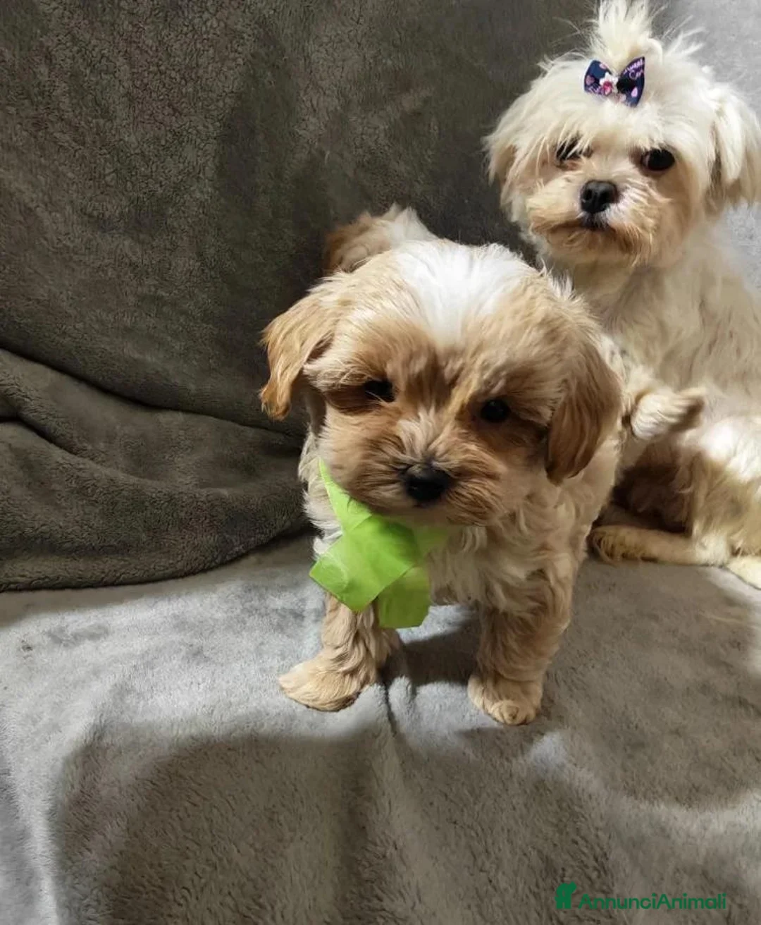 Maltipoo cani in vendita: Cuccioli di Maltipoo toy a Provincia di Como - Annuncio 17