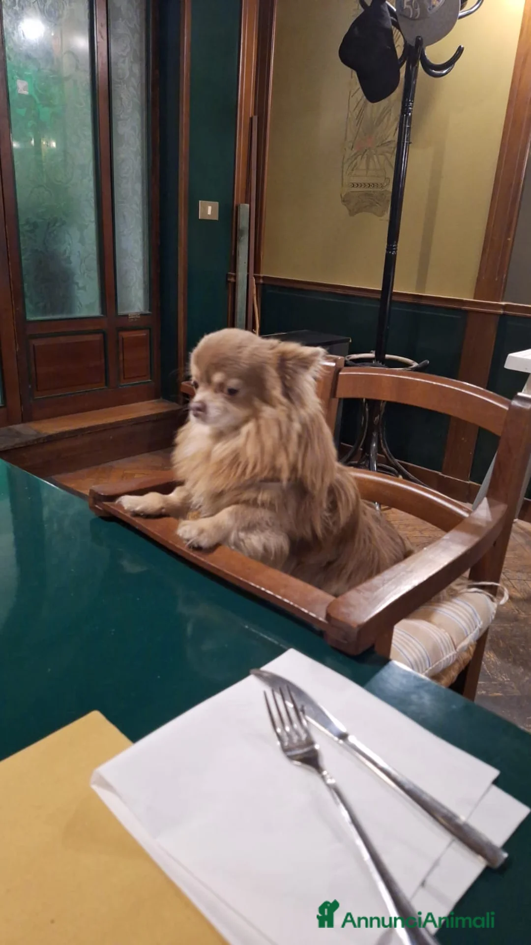 Chihuahua cani per accoppiamento: CHIUAHUA LILAC PELO LUNGO  a Provincia di Chieti - Annuncio 2