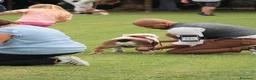 Bulldog cani in vendita: Cuccioli Bulldog Inglese - Annuncio 9
