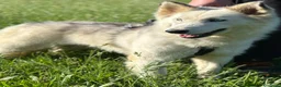 Husky cani in regalo: Donut, una splendida Husky - Annuncio 4