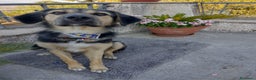 Meticcio cani in regalo: Splendido Simil Pastore (Catania) - Annuncio 8