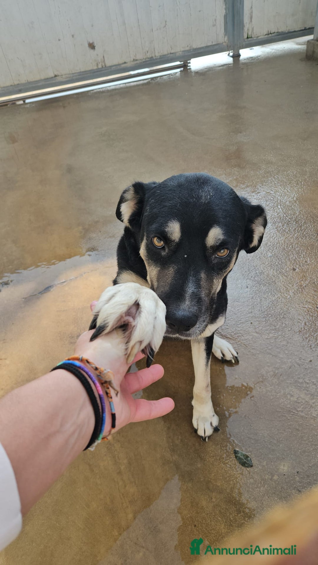 Meticcio cani in regalo: Fabrizia: taglia grande, dolce ed equilibrata  - Annuncio 1