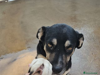 Meticcio cani Fabrizia: taglia grande, dolce ed equilibrata - Annuncio 10