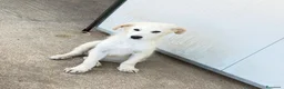 Meticcio cani in regalo: Freddy a Provincia di Parma - Annuncio 3