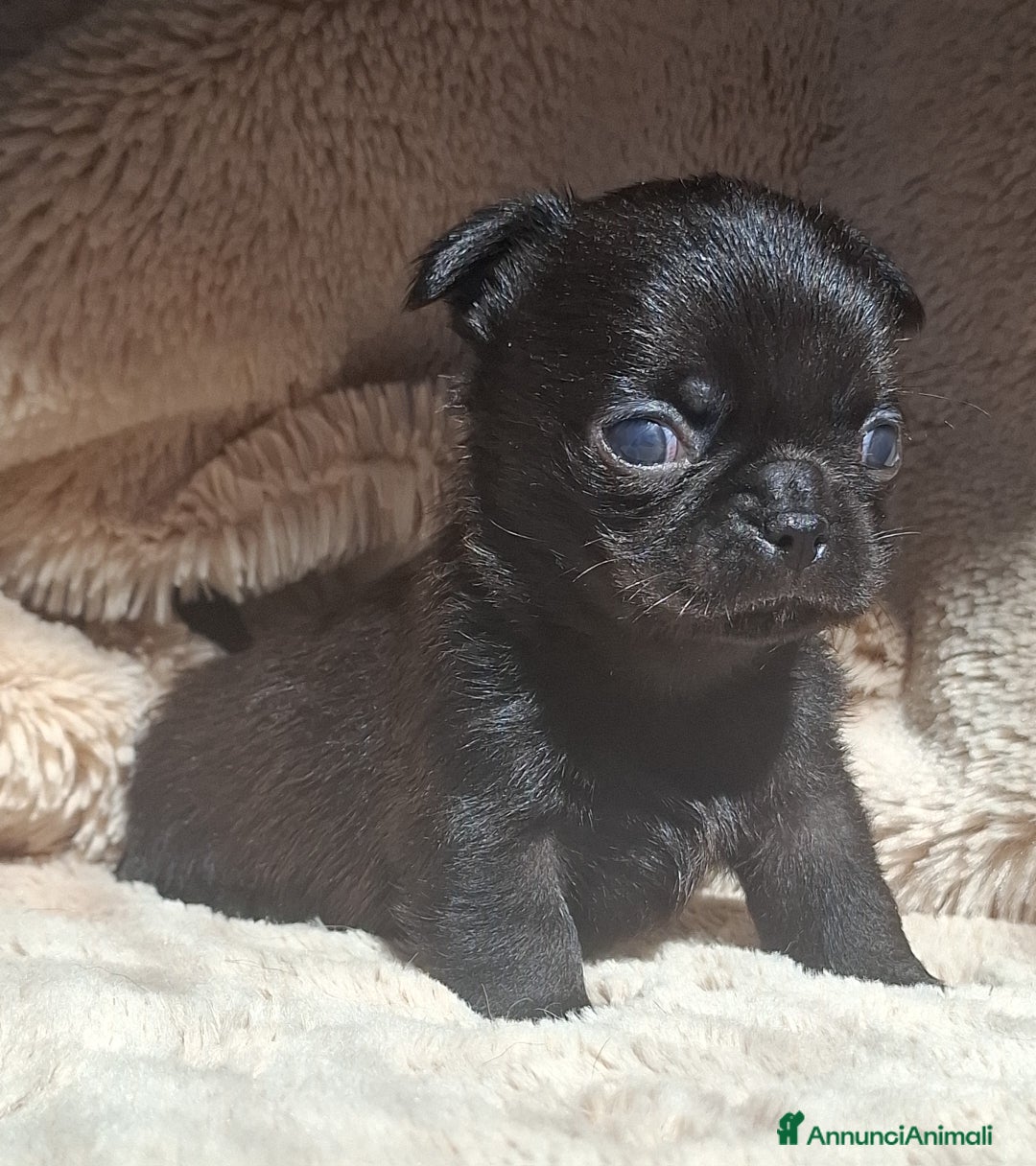 Chihuahua cani in vendita: Chihuahua minuscolo  - Annuncio 3