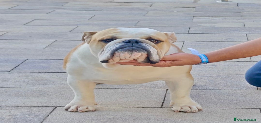 Immagine della galleria {{count}}