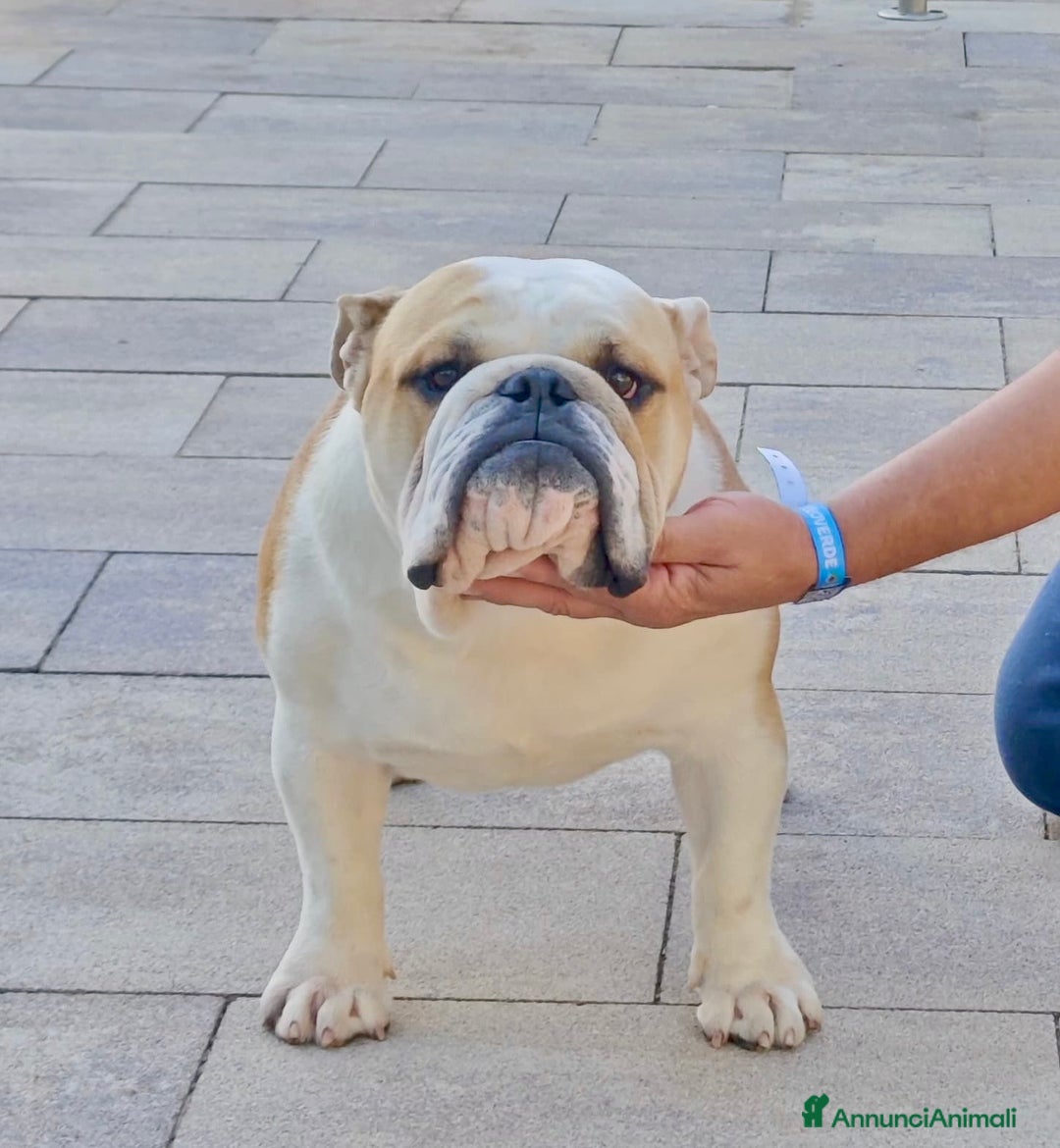 Immagine della galleria {{count}}